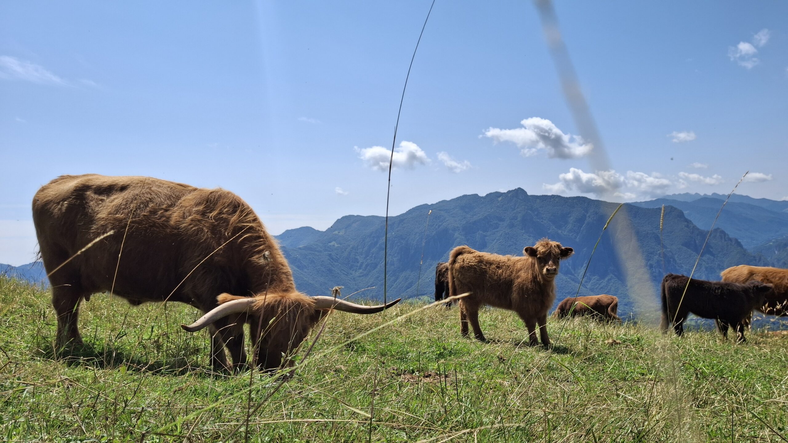 Grass-fed: cosa significa davvero e cosa stiamo misurando